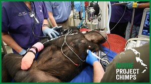 In this Inside Project Chimps, watch as chimp Moonie receives a heart exam from our experienced medical team with donated ultrasound equipment. Thank you Thomas Leftwich with TTG Imaging Solutions⁩ for helping make our ultrasounds possible! | Project Chimps