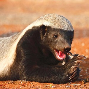 The Crazy Nastyass Honey Badger | Animals & Nature