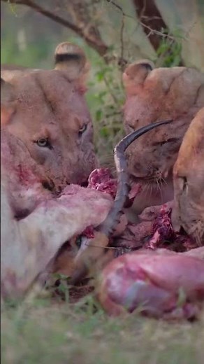 This is how lions share a meal
