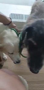 Update: Whitey II (cyst on breast) Hindi po natuloy ang operation or pagtanggal ng cyst nya sa breast dahil alanganin na po sa oras nadala ng asawa ko, after office hours na po sya nakapunta ng clinic dahil busy din po sa trabaho. Re-sched po ulit. Update ko po kayo ulit ❤ Si Annie naman po ay isinama din kahapon para sa injection na iron plus b-complex and epoetin. Support po ito para sa kanyang kidney failure dahil prone po talaga sa anemia kapag may kidney failure kaya binabantayan din namin 