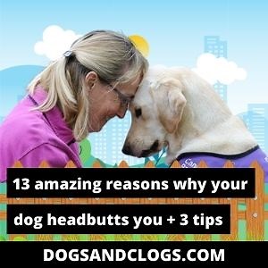 13 Amazing Reasons Why Your Dog Headbutts You   3 Tips