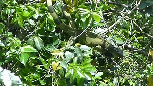 File:Black Ctenosaur Ctenosaura similis video.webm - Wikimedia Commons