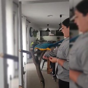 17 reactions · 3 comments |  In-Home Consultations  Jasmine was very happy to receive this special video, following a consultation with Yoda and his new family. Despite initial challenges, Jasmine worked with the new family on empowering Yoda and building trust, now Yoda is cooperatively stepping up and showering his humans with kisses.殺 | Parrot Life Behaviour and Training | Facebook