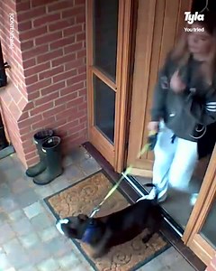 6M views · 72K reactions | Navigando su Facebook, abbiamo trovato questo video, che per molti utenti, è ritenuto "divertente" e "simpatico" .. Voi cosa ne pensate? Tommaso successivamente spiegherà in una diretta l'importanza di avere un cane in gestione. | Scuolapercani | Facebook