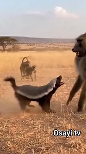 156K views · 1.8K reactions | Real-life handheld wildlife documentary footage. A Honey Badger confronts a Baboon family, lunging toward a large Baboon while smaller monkeys scatter around. Dust rises as the Honey Badger snaps aggressively. Shaky camera, raw African savanna realism. #fblifestyle | Toiletboy1 fans page | Facebook