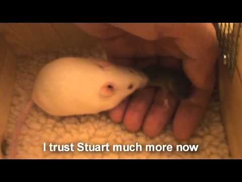 Raising a Baby Mouse 3/10 How Much to Feed