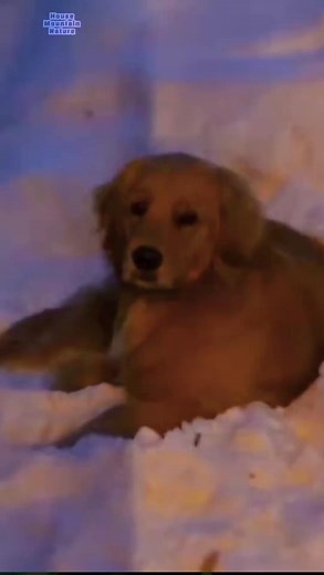 Use Hand Tools to Construct a Log Cabin by Yourself in the Frozen North_ Cedar Sauna Building | House Mountain Nature