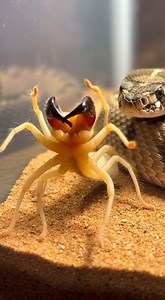 Desert Predators Face Off: Snake vs Camel Spider A tense, real-life wildlife moment unfolds inside a clear sandy enclosure as a large camel spider (solifugae) and a coiled pit viper face each other in a dramatic standoff. The spider raises its jaws and spreads its long legs in a defensive posture while the snake watches closely, head lifted and focused. In a sudden burst of speed, the snake strikes, capturing the spider and asserting control. Dust shifts, motion blur flashes briefly, and the sce