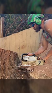 Cutting giant cookies #treeremoval #stihl #treeremovalservice #pov #guiltyoftreeson | Guilty of Treeson