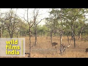 Female Nilgai grazing on dry grassland of Panna National Park
