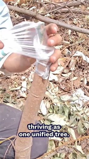 6K views | Tree Grafting Transformation | PastFactory | Facebook