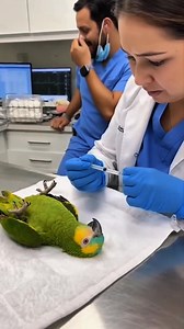 3.1M views · 67K reactions | Parrot Begs for Mercy Before the Shot 列 A green parrot lies on the exam table and cries that he is too young for pain. The nurse explains it is a vaccine. He calls himself innocent and demands a last meal of sunflower seeds. Staff try not to laugh. The scene feels real with natural voices and reactions. #shorts #viral #usa #parrot #funnyvideo #nurse #vetvisit #reaction #trending | Smile of Prosperity | Facebook