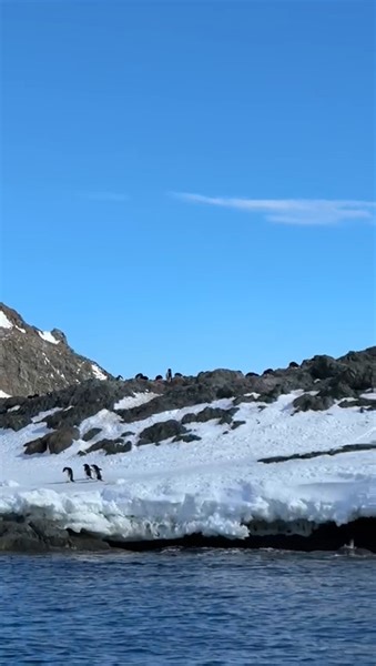 50 reactions | What a privilege to be visiting an Adélie penguin...