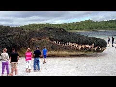 TOP 10 BIGGEST ANIMALS IN THE WORLD