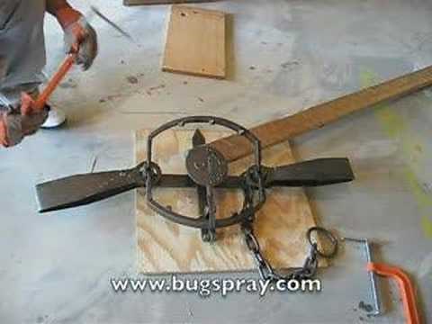 Bear Trap is set off and demonstrated.