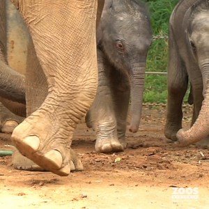 5.5K views · 489 reactions | The Elephants are migrating, will you...