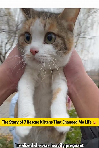 The Story of 7 Rescue Kittens That Changed My Life 🐱❤️ Last winter, on a freezing day by the river, I found a pregnant stray cat trembling in the cold. I had no idea that one decision, to take her home, would turn into raising a family of 7 kittens and completely change my life. This is a real, emotional cat rescue journey. From a scared mother who refused to eat, to giving birth overnight, to raising 7 fragile newborn kittens, every moment was filled with stress, love, and responsibility. If y
