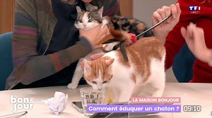 La maison Bonjour : Comment éduquer un chaton ?