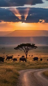 34 reactions | ✨ 10 DAYS | SAFARI & ZANZIBAR COMBO 女 From the heart...