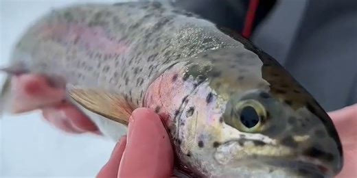 Vt. lakes and streams stocked with trout