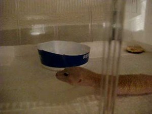 My Leopard Gecko Collection