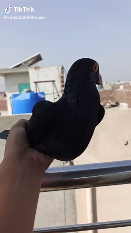 #foryou#virwl viral#semorr