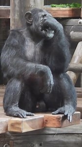 Wise Old Man #animal #animals #nature #cute #love #wildlife #animallovers #naturephotographn #animalphotography #wildlifephotography #animalvideos #animalsvideo | Animal’s