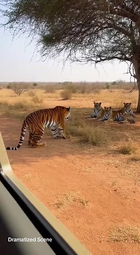 Dramatized Scene #viralvideos #fyp #viral #animal #animalrescue | Animal Rescue