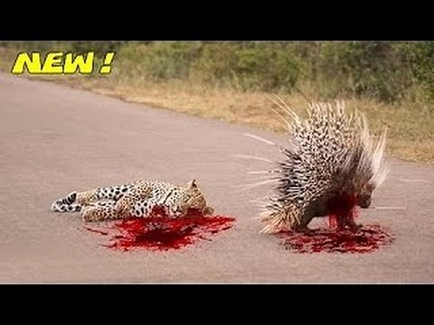 Most Amazing Wild Animals Attacks #39 Porcupine Kills Python and Leopard - Animal World