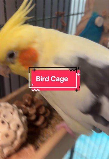 bird_addict on TikTok