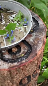 Fabulous mud kitchen fun featuring our mirrored tray, rustic seats, rustic log oven and giant masher 🌿🌳💚🌸 Thank you Forest Folk Play #outdoorplay #forestschool #cosyrealplay #cosyclubideas | Cosy