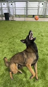 Dog Star Ranch on Reels