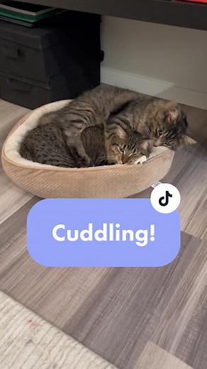 Old Cat Cuddling with Kitten While Sleeping | Heartwarming Moment