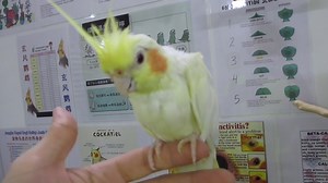 #E Cockatiel – Baby Hand Tame #M Kockatiel - Anak Jinak #C 玄凤鹦鹉 – 手养乖乖 1. English Please ⬇️Scroll Down⬇️ 2. BM 📲Tatal ke Bawah Halaman 💻 3. 🌐华语🌐请点击📥往下📱查询 📩 #E Details #ForAllPetLovers - Baby Handfeeding / Young / Adult / Pair - Variety Color #Grey Lutino #Yellow Pearl #Cinnamon WhiteFaced #Albino White #Pied * They average 12.8 inches or 32 cm in length (including tail). Healthy adults usually weigh between 2.8 - 4.4 oz (78 and 125 grams) - the average being 2 oz or 90 grams. Some mutatio