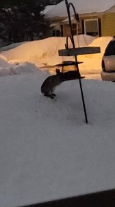 "Only in ND do you get rabbits at your bird feeder." Poor Peter Cottontail is hungry! Captured by: Shahna Hagen | Lisa Green
