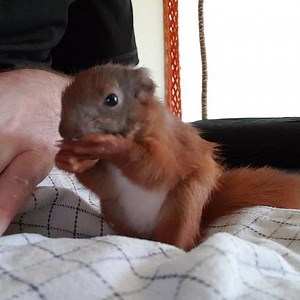 3.7K views · 825 reactions | New baby squirrel! The vet has just been...