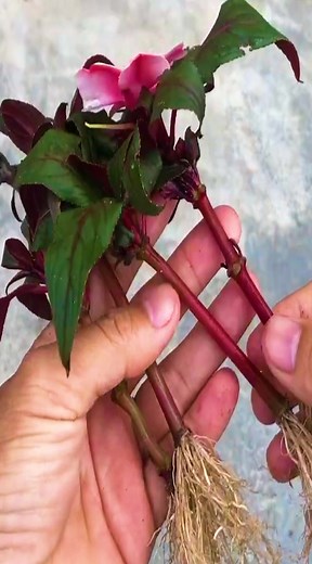 Method of propagating Impatiens walleriana using store bought rooting stimulants #Growing #Planting #FlowerPlant #Anthurium #plantingroots #roses | Gayo Bhgw BM