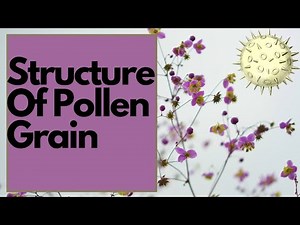 12 th Biology Structure Of Pollen Grain