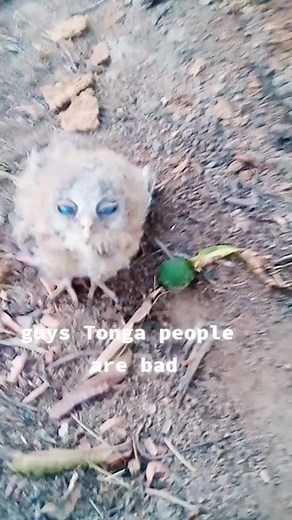 Fluffy Baby Owl Exploring Its Natural Habitat