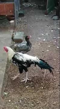 Kulang Asil or aseel Chicken