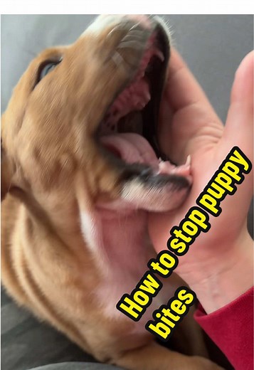 How to Stop Puppy Biting: 3 Effective Techniques