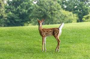 What to plant in your landscape to deter deer