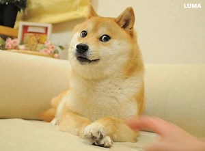 AI Prompt: Doge gets up and leaves the couch | Doge Collection
