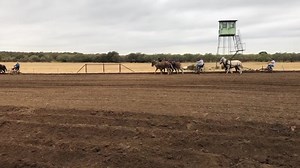 3 sets of 3 plowing today: 1st group with Danny - Sampson, Delilah, Lulu; 2nd group Tippy, Maude, and Lucy; 3rd group - Traveler, Trudy, and Johnny Boy. | Hutto Mule and Farming