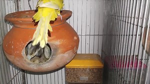 beautiful albino female yellow DF male pair #kolmishak #parakeet #budgie #budgerigarbird #lovebirds #Mirpur #parrots #birds | Kingdom of Hobbies | Facebook