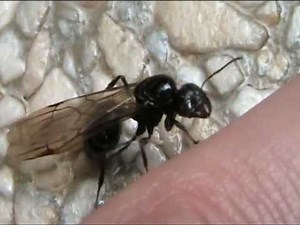 Enorme Formica regina alata - Huge queen winged Ant