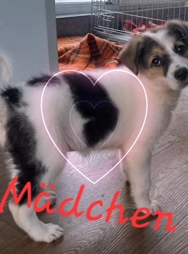 Namenspaten gesucht❤️🐾 Hallo ihr Lieben, heute möchten wir euch ein kleines Hundemadel vorstellen. Das kleine Welpenmädchen wurde in Rumänien angefahren. Durch sehr glückliche Umstände, fanden sie tierliebe Menschen und brachten sie zum Tierarzt. Dieser behandelte sie in Zusammenarbeit mit den Tierpflegern im Tierheim Help Labus, unserem Partnertierheim in Rumänien. Anfangs konnte sie garnicht laufen. 💔 Das lernte sie wieder mit intensiver Betreuung.❤️ Die Tierpfleger schätzen die Maus auf das