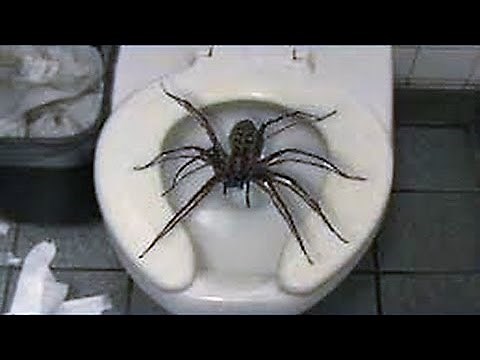 12 Scary Pics of GIANT Spiders Explained