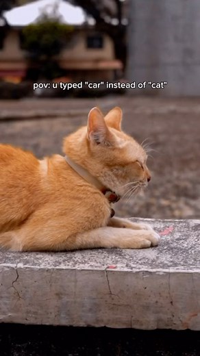 car edit (source: @angie_rival ) | Weird Cats But Ok