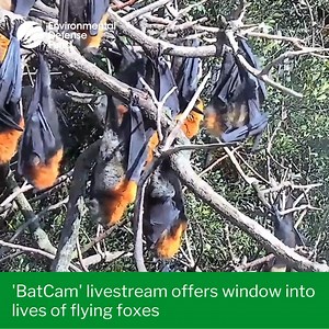 🦇 A brand new “BatCam” has been set up in Wingham Brush Nature Reserve, New South Wales, allowing viewers a window into the lives of grey-headed flying foxes. The livestream, operated by the NSW National Parks and Wildlife Service, allows anyone to tune into the daily routine of bats from dawn until dusk. The grey-headed flying fox is listed as a vulnerable species under both New South Wales law and federal Australian law, according to the state government. Their population is in decline due to